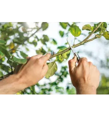Nůž na roubování s háčkem